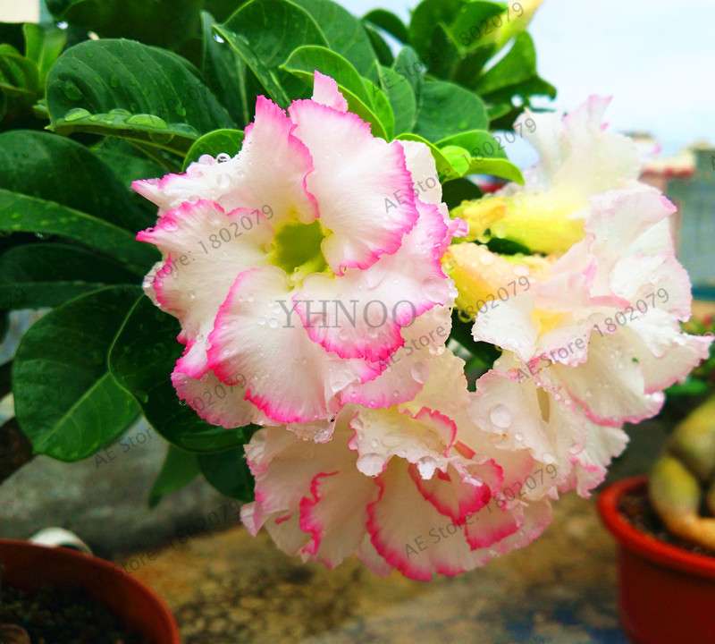Exotic Mixed Colors Desert Rose Seeds - Fire Red Heart Bonsai, for Home Garden