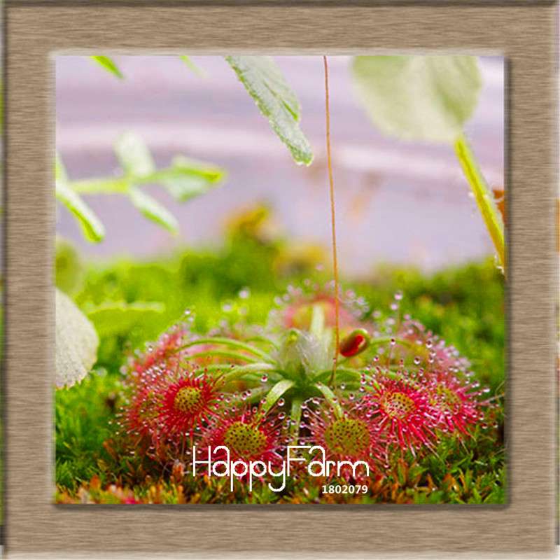 Sundew Seeds - Carnivorous Plant for Bonsai & Garden | Easy-Grow Potted Houseplant