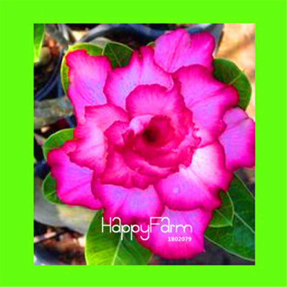 Desert Rose Seeds - Stunning Bonsai Flower for Garden, Balcony & Pots
