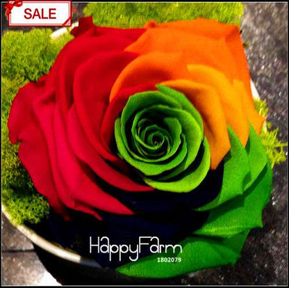 Rainbow Rose Seeds for Planting - DIY Colorful Garden Flowers, Grow Vibrant Roses at Home!