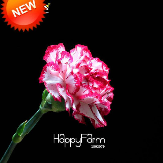 Red Dot & Edge Carnation Seeds - Potted Dianthus Caryophyllus Flowers for Garden, Courtyard