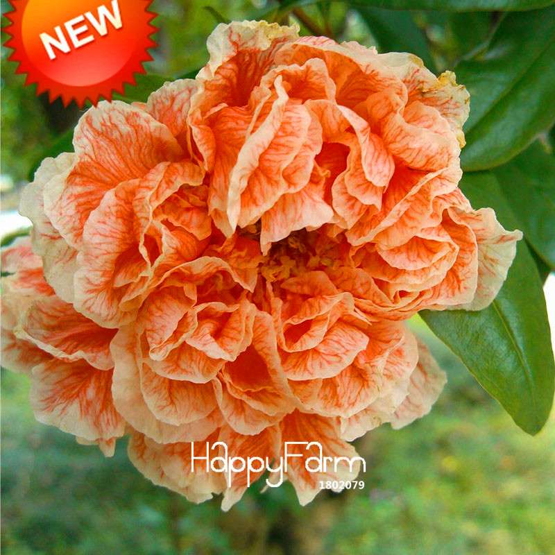 Black Carnation Flower Seeds - Rare Dianthus Bonsai Plants for Home Garden, Unique & Exotic Blooms