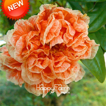 Black Carnation Flower Seeds - Rare Dianthus Bonsai Plants for Home Garden, Unique & Exotic Blooms