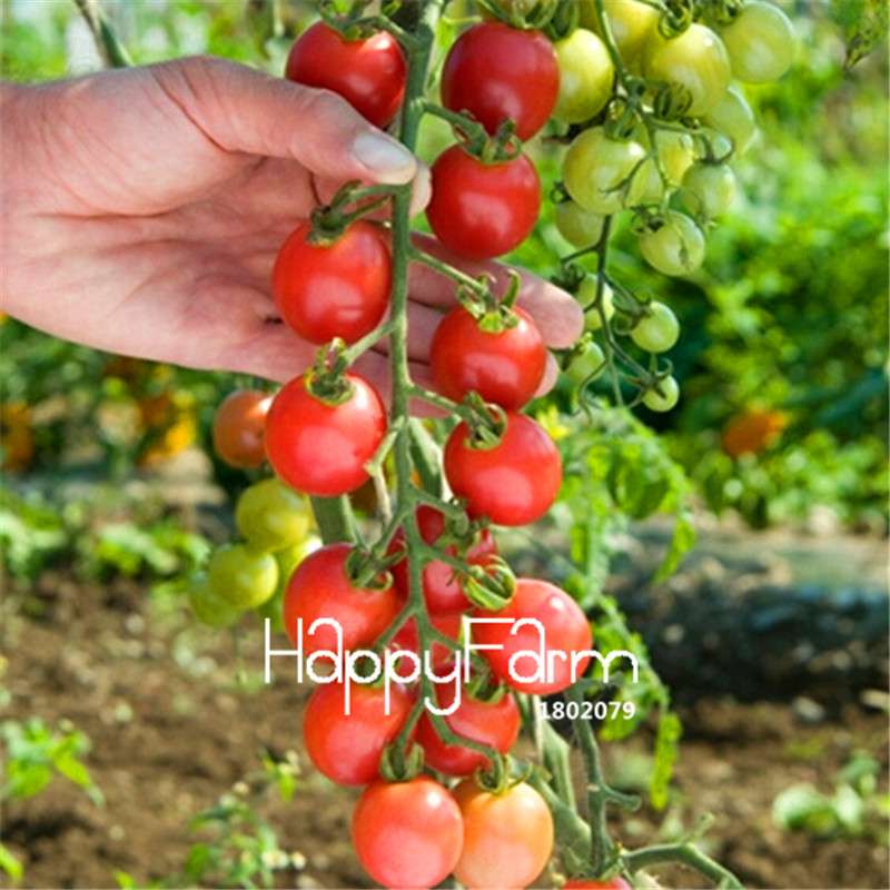 Rainbow Tomato Seeds - Organic Bonsai Veggie & Fruit Seeds for Home Garden, Non-GMO, Easy Grow