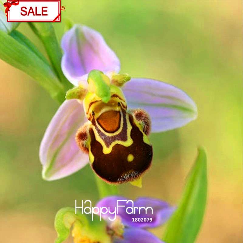 Bee Orchid Seeds - Perennial Flowering Plants for Pots, Unique & Easy to Grow Garden Gift