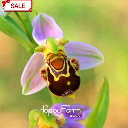 Bee Orchid Seeds - Perennial Flowering Plants for Pots, Unique & Easy to Grow Garden Gift