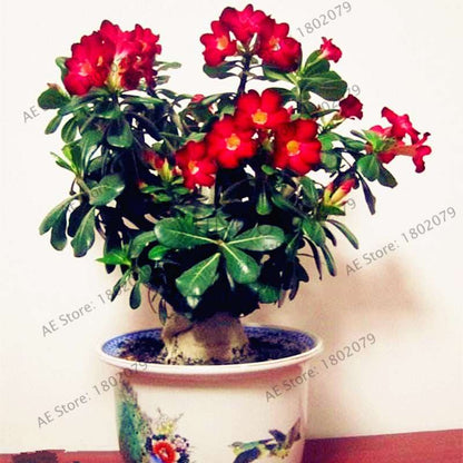 Mixed Color Desert Rose Seeds - Easy to Grow Bonsai Flower for Home Garden Planting