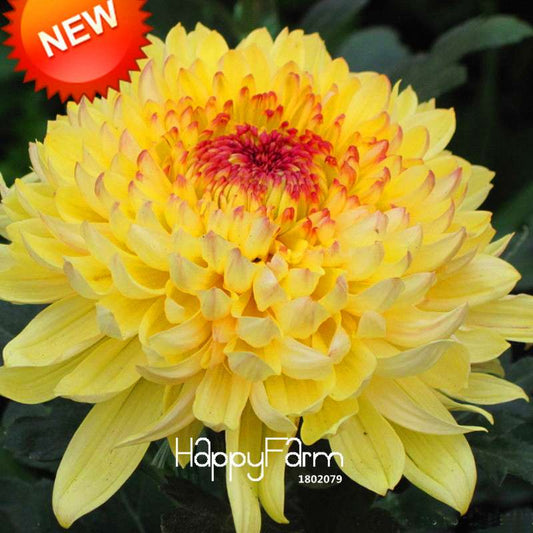 Orange Chrysanthemum Fireworks Flower Seeds - Bonsai Balcony Garden, Fast Shipping USA