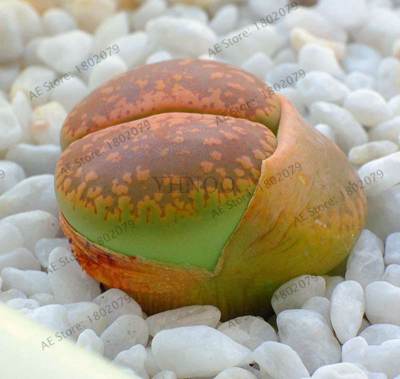 Rare Lithops Seeds - Living Stone Succulent Mix for Mini Garden, Bonsai & Assorted Flower Planting | Fast US Shipping