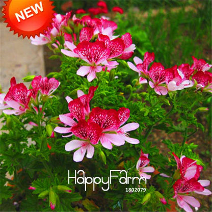 Red Butterfly Geranium Seeds - Perennial Flower Seeds for Planting, Pelargonium Peltatum