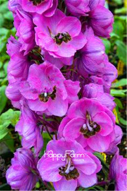 Rocket Larkspur Seeds - Easy-Grow Delphinium Flowers for Home Garden & DIY Potted Bonsai