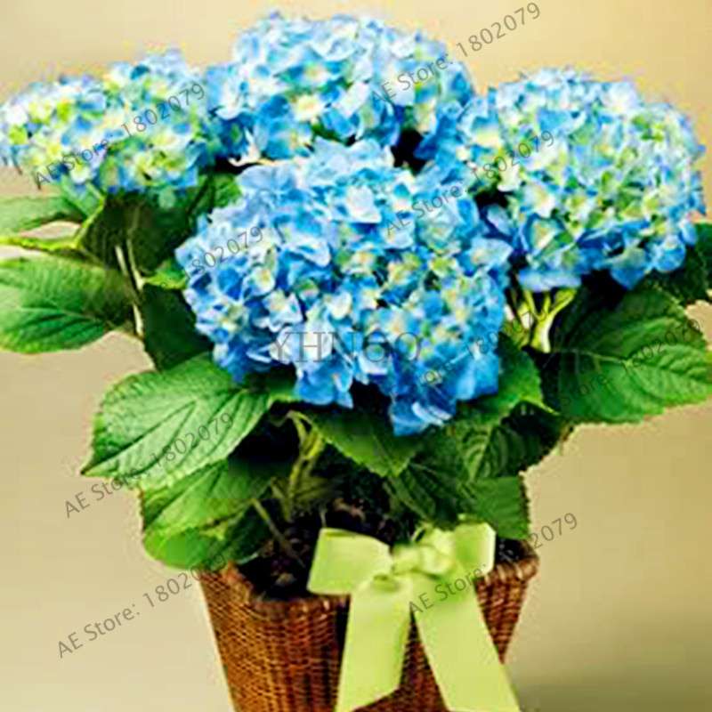Hydrangea Bonsai Seeds - Perennial Wedding Flowers for Home & Garden - Easy to Grow
