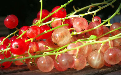 Organic Gooseberry Seeds - Fresh, Nutrient-Rich Perennial Fruit Seeds for Home Gardening