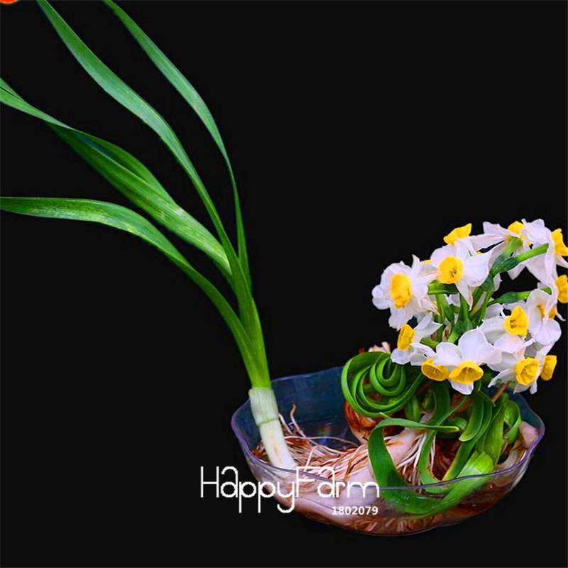 Double Petal Pink Daffodil Bonsai Seeds - Aquatic Plant Seeds for Home Garden