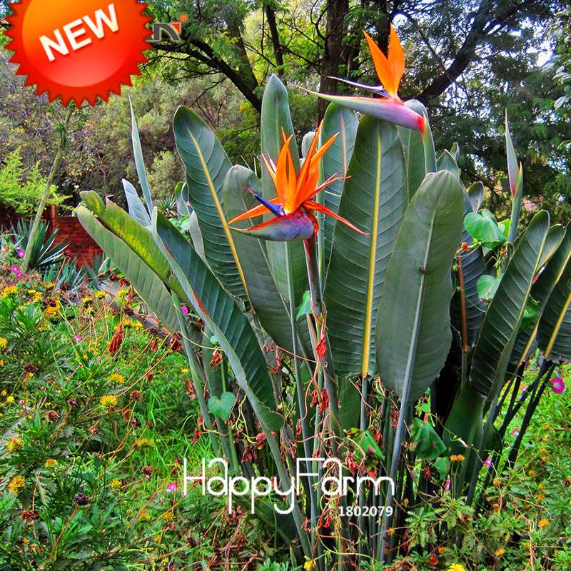 Exotic Strelitzia Seeds - Bird of Paradise Flower, Indoor/Outdoor Perennial Garden Plants