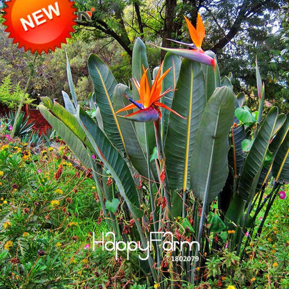 Exotic Strelitzia Seeds - Bird of Paradise Flower, Indoor/Outdoor Perennial Garden Plants