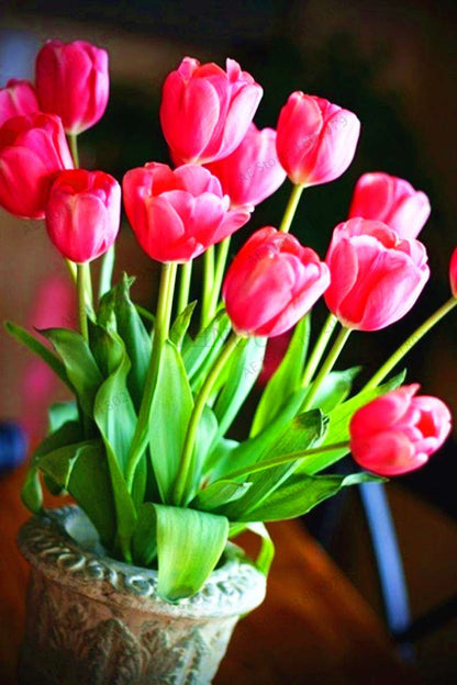 Rare Tulip Seeds - Beautiful Perennial Bonsai Flowers for Home & Garden Planting