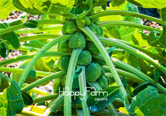 Non-GMO Brussels Sprouts Seeds - Heirloom Vegetable Seeds for Home Garden, DIY Planting & Fresh Decor