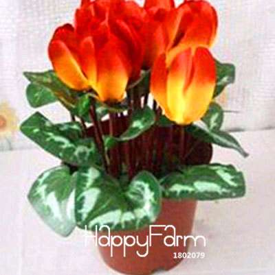 Cyclamen & Primrose Flower Seeds for Planting - Fresh Garden Seedlings