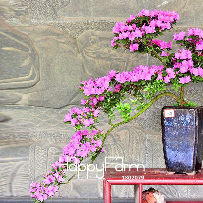 Azalea Flower Seeds - Vibrant Indoor Bonsai Plants for Home & Garden | Easy to Grow
