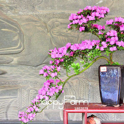 Azalea Flower Seeds - Vibrant Indoor Bonsai Plants for Home & Garden | Easy to Grow
