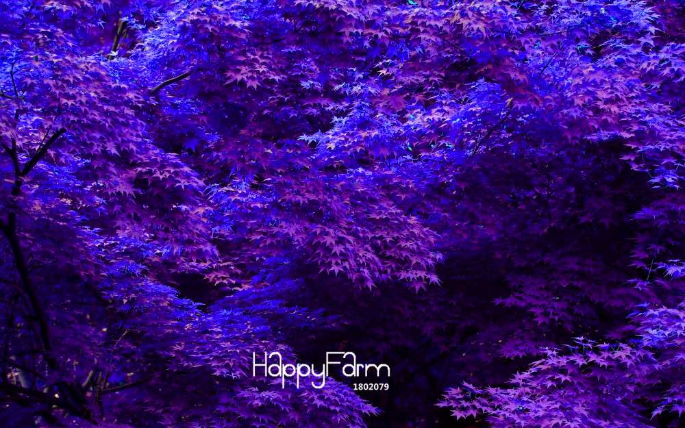 Purple Maple Seeds - Rare Bonsai Tree for Planting, Exotic Purple Maple Plants