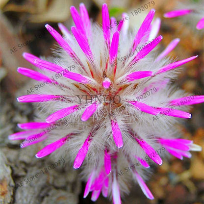 Buy Rare Ptilotus Exaltatus (Joey) Seeds - Australian Foxtail Flower for Your Garden