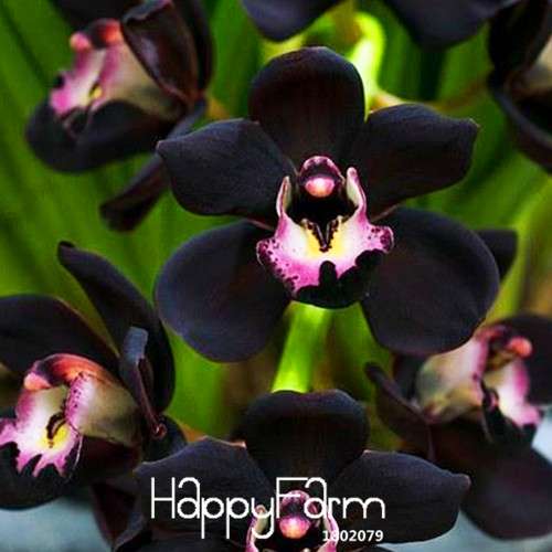 Rare Black Cymbidium Orchid Seeds - Exotic Garden Flowers for Planting, Unique Blooming Plants