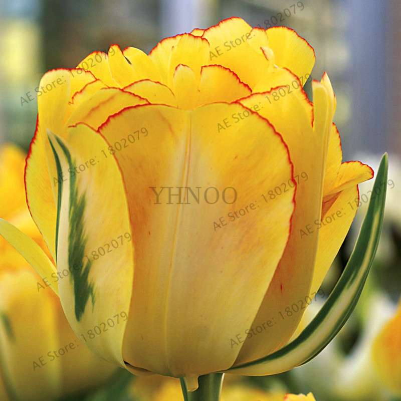 Rare Double Tulip Bulbs (Not Seeds) - 24 Colors, Fresh Flower Bulbs for Planting - Fast Shipping
