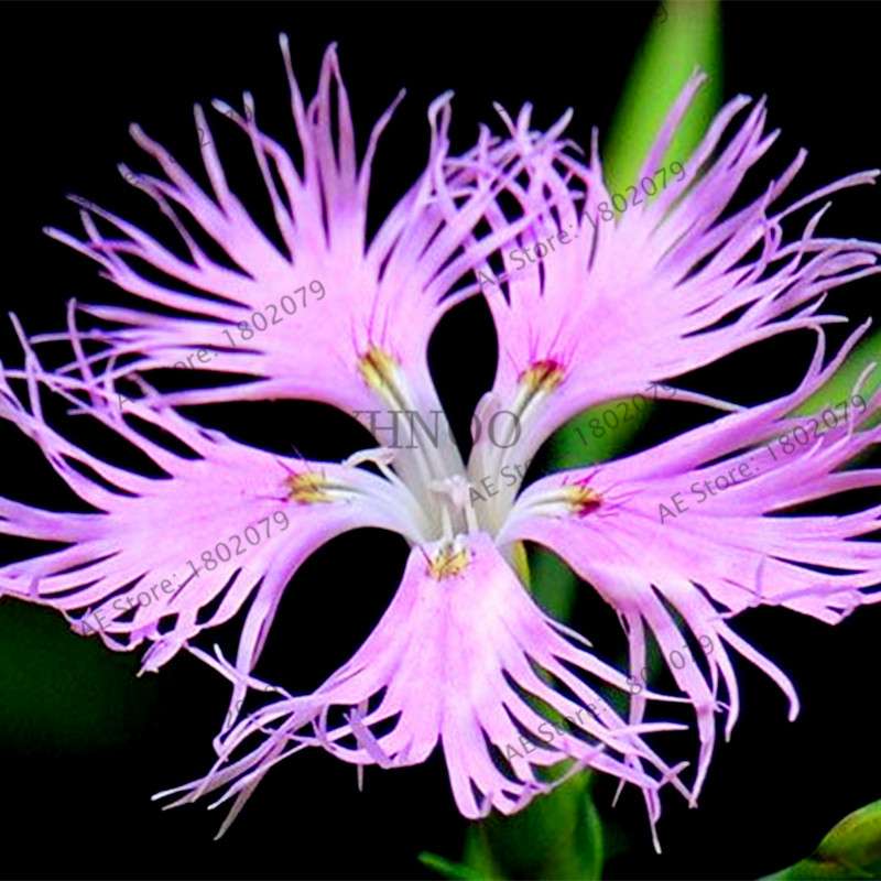 Dianthus Seeds - 24 Vibrant Colors, Easy to Grow, High Germination for DIY Garden Flowers | Fast Shipping