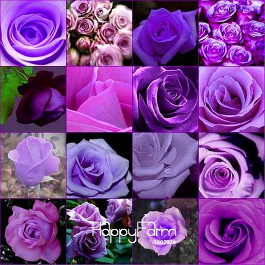Rare Purple Rose Seeds - Fragrant Burpee Perfume Roses for Home Gardening & Outdoor Planting