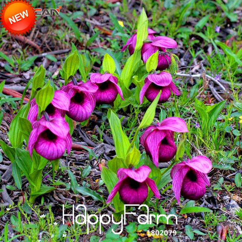 Purple Slipper Orchid Seeds - Large Flower Cypripedium for Balcony & Bonsai | Easy-Grow Potted Plant