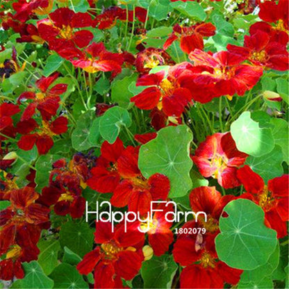 Rare Hanging Nasturtium Seeds - Vibrant Climbing Flowers for Garden & Containers