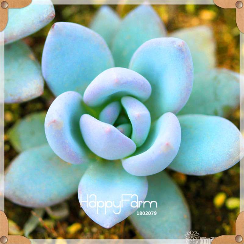 99 Varieties Lithops Seeds - Succulent & Bonsai Plants for Office, Home Garden - Easy to Grow