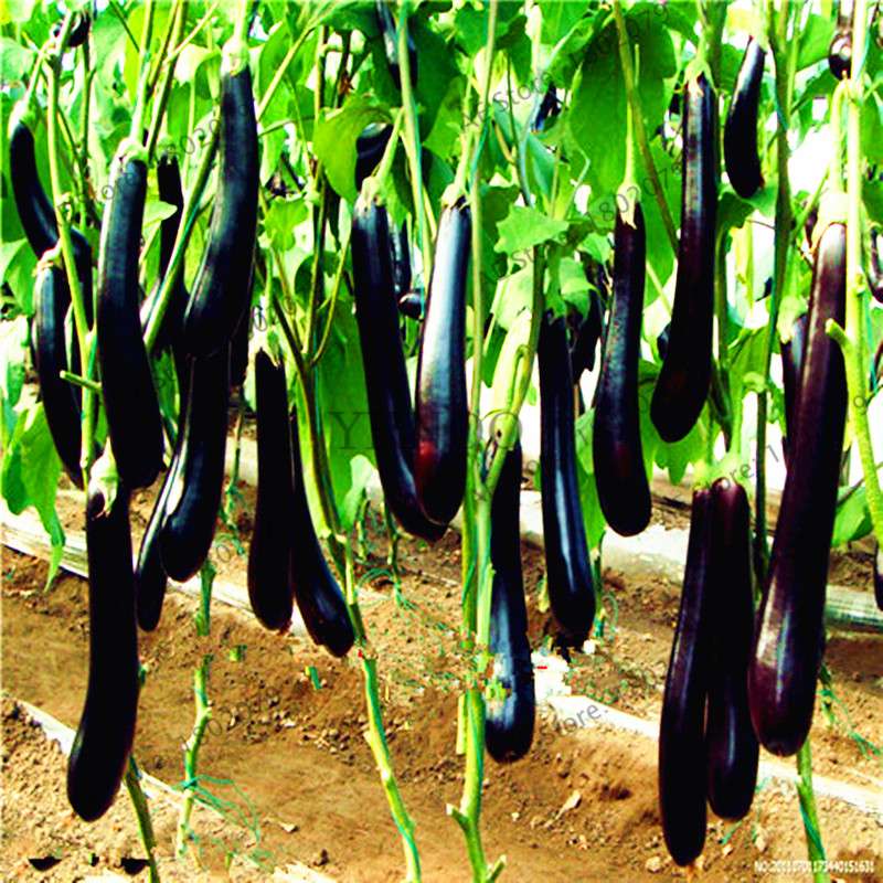 Organic Black Long Eggplant Seeds - Non-GMO, for Home Garden Planting | Heirloom Vegetable