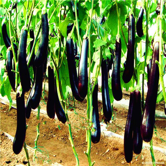 Organic Black Long Eggplant Seeds - Non-GMO, for Home Garden Planting | Heirloom Vegetable