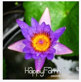 Affordable Water Lily Seeds for Bonsai & Balcony - Easy-Grow Potted Flowers