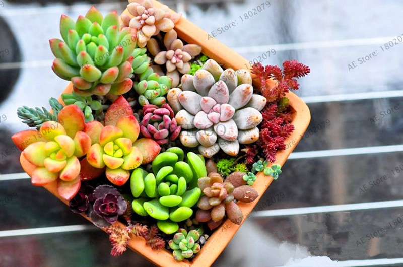Rare Lithops Succulent Seeds - Living Stone Bonsai Mix for Mini Garden | Fast US Shipping