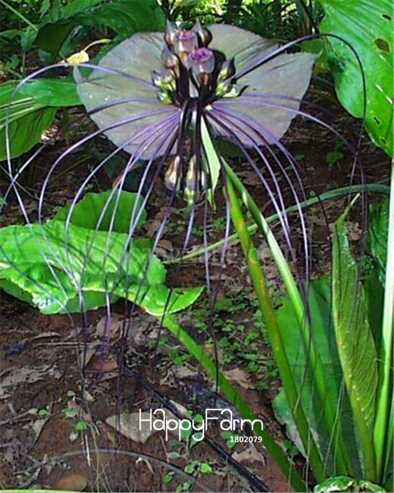 Rare Tacca Integrifolia Seeds - Easy to Grow, Exotic Flower Seeds for Home Garden