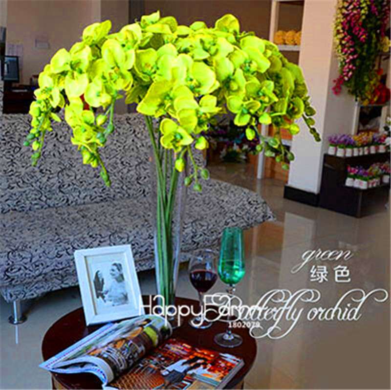 Phalaenopsis Orchid Seeds - Premium Bonsai Flower Seeds for Home & Indoor Garden Planting