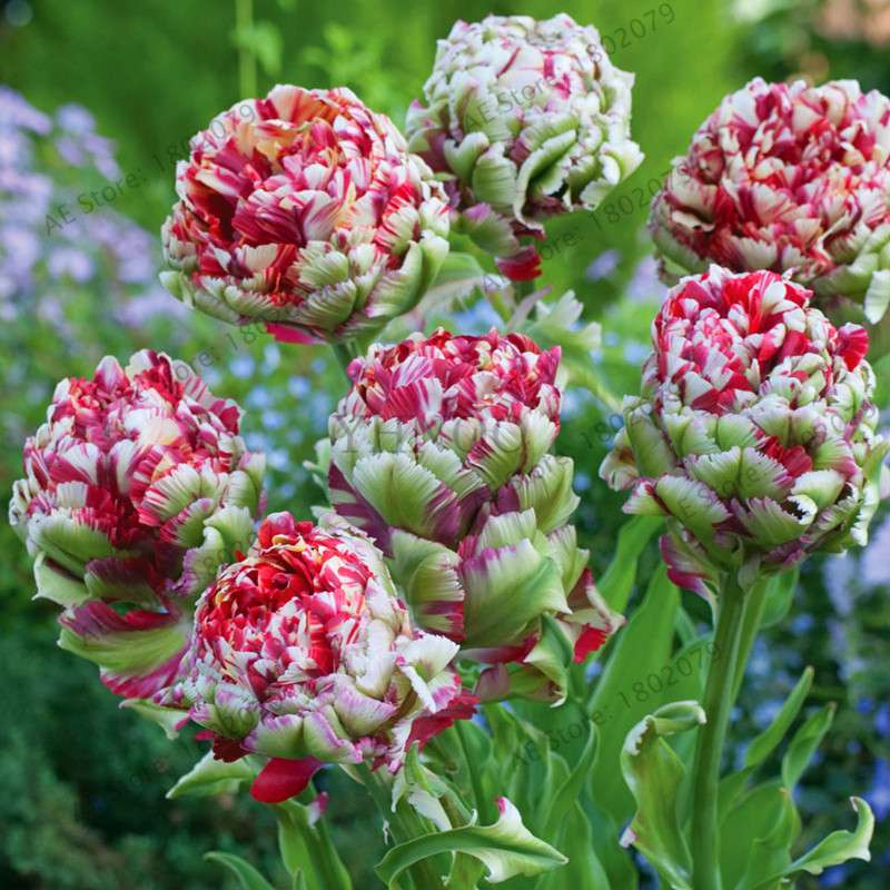Rare Double Tulip Bulbs (Not Seeds) - 24 Colors, Fresh Flower Bulbs for Planting - Fast Shipping