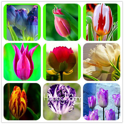 Dutch Tulip Flower Seeds - Potted Bonsai for Home & Garden Planting