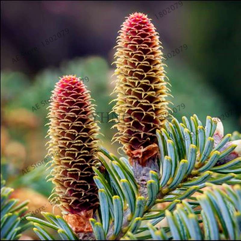 Korean Fir Seeds (Abies koreana) - Year-Round Bonsai Tree Planting, DIY Home Garden Decor & Landscaping
