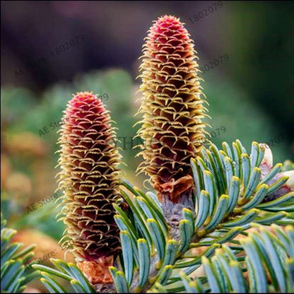 Korean Fir Seeds (Abies koreana) - Year-Round Bonsai Tree Planting, DIY Home Garden Decor & Landscaping