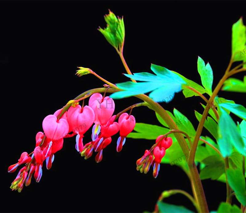Bleeding Heart Seeds (Dicentra Spectabilis) - Orchid Seeds for Pots & Cottage Gardens