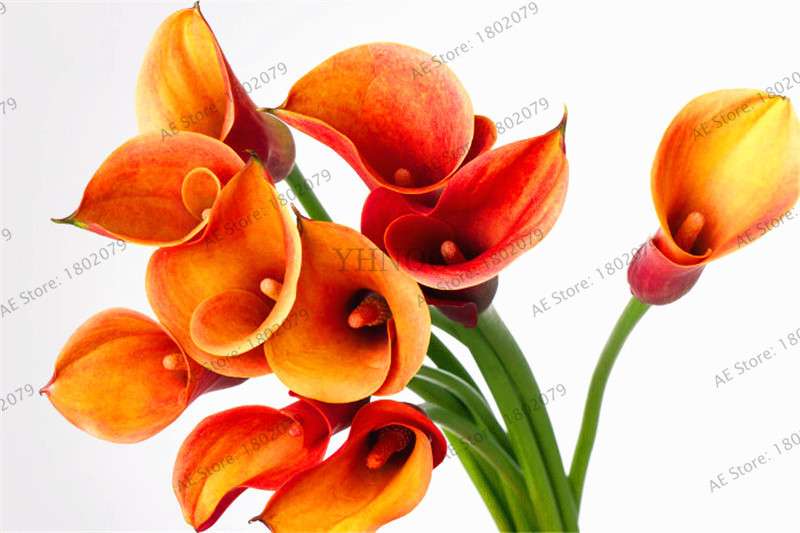 Rare Mixed Color Calla Lily Seeds - Beautiful Bonsai Flowers for Home Garden & Backyard Planting