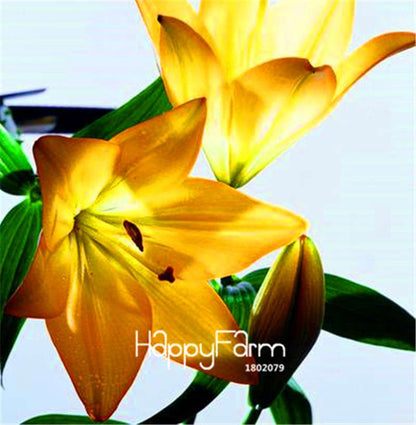 Lily Flower Seeds - Easy to Grow Bonsai Plants for Home & Garden | Fast Blooming