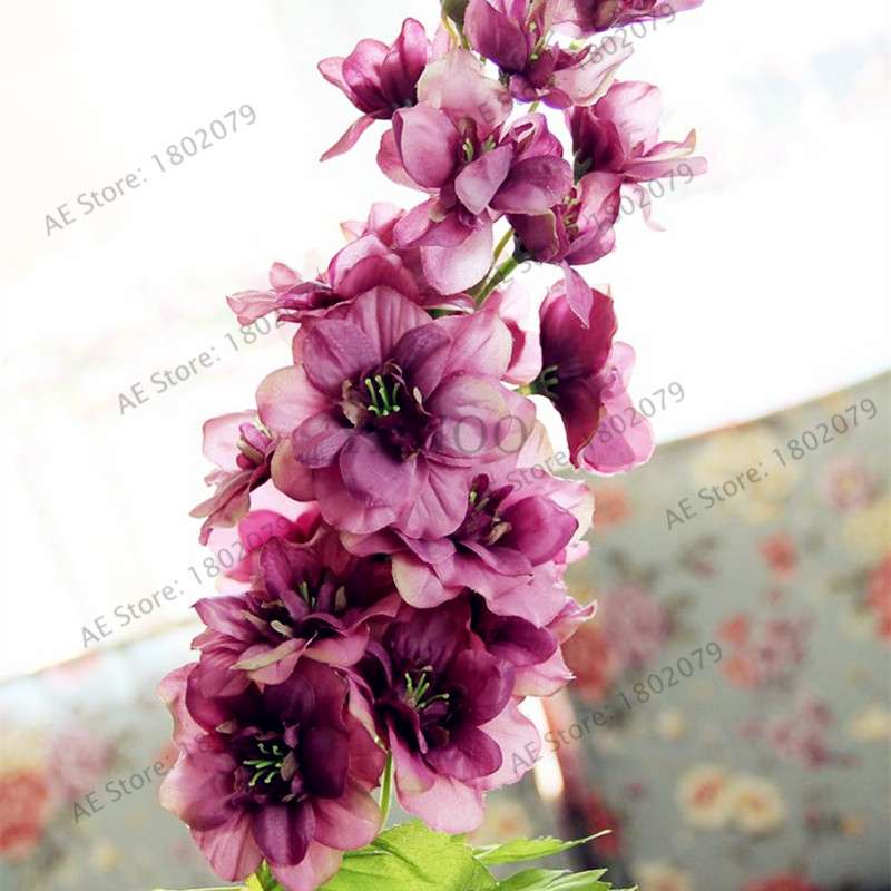 Mixed Color Larkspur Seeds - Rocket Larkspur (Consolida Ajacis) for Home Garden Planting