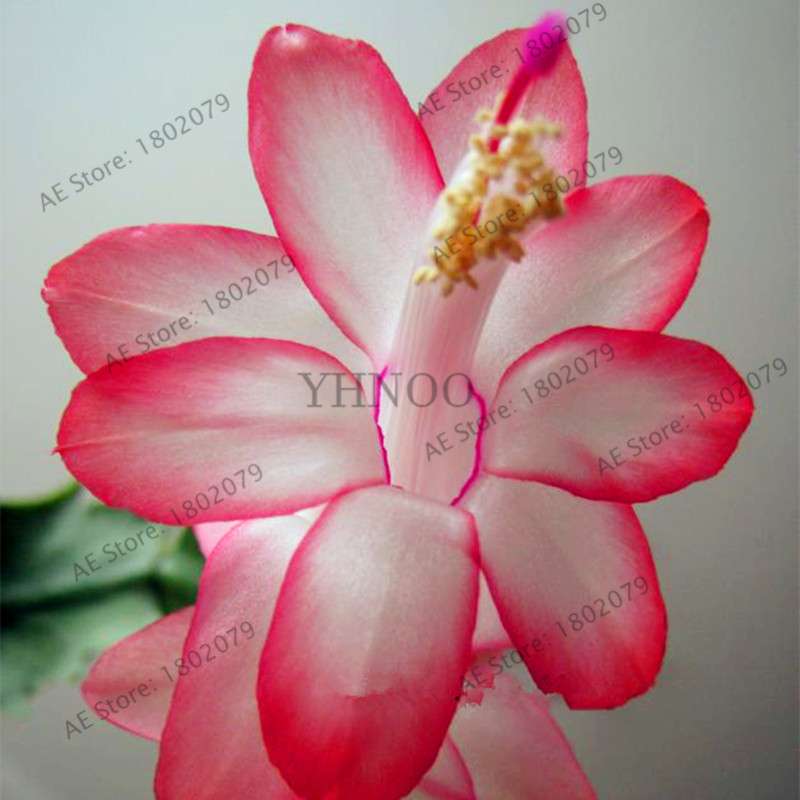 Mixed Color Christmas Cactus Seeds - Schlumbergera Bonsai Plant for Home & Garden Planting