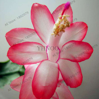Mixed Color Christmas Cactus Seeds - Schlumbergera Bonsai Plant for Home & Garden Planting